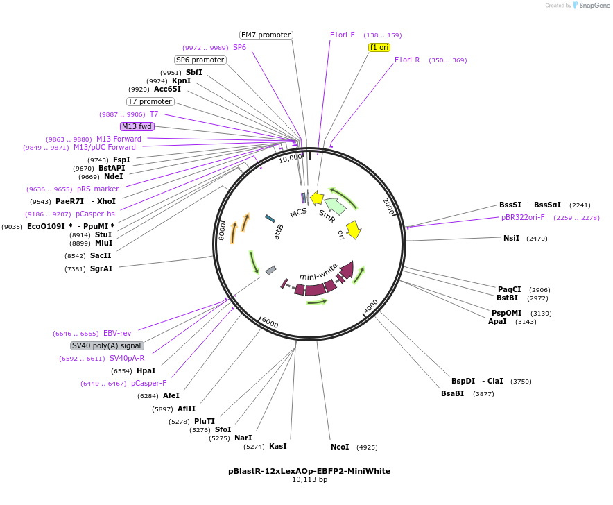 165918-plasmid-map-sequence-id-331237