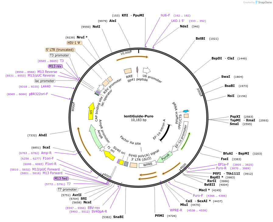 52963-plasmid-map-sequence-id-331247