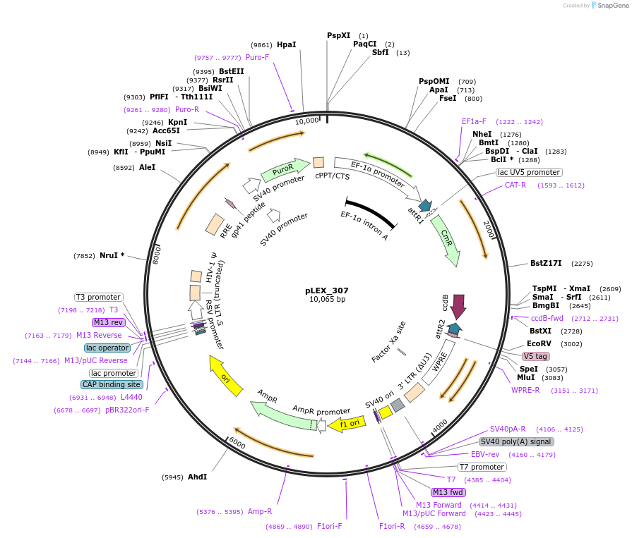 41392-plasmid-map-sequence-id-331248