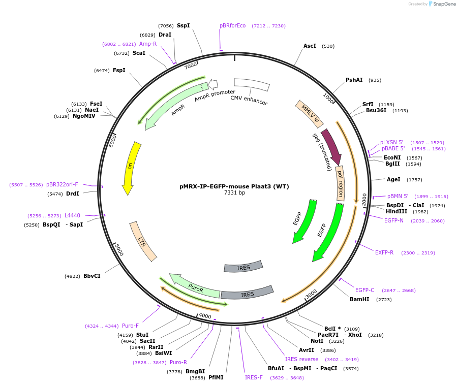 167987-plasmid-map-sequence-id-331251