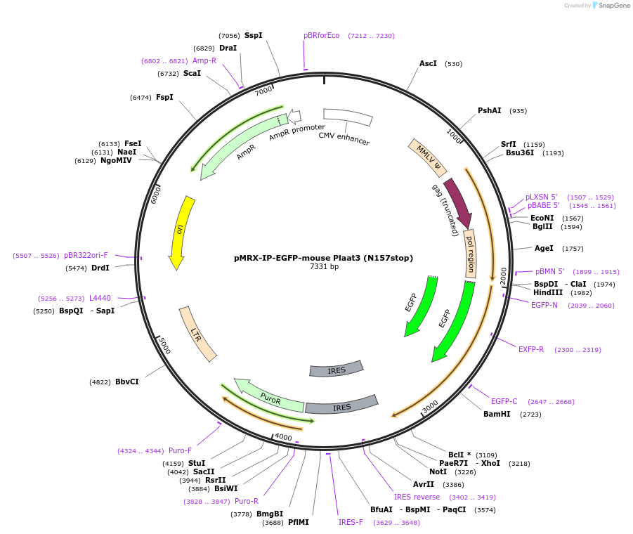 168771-plasmid-map-sequence-id-331252