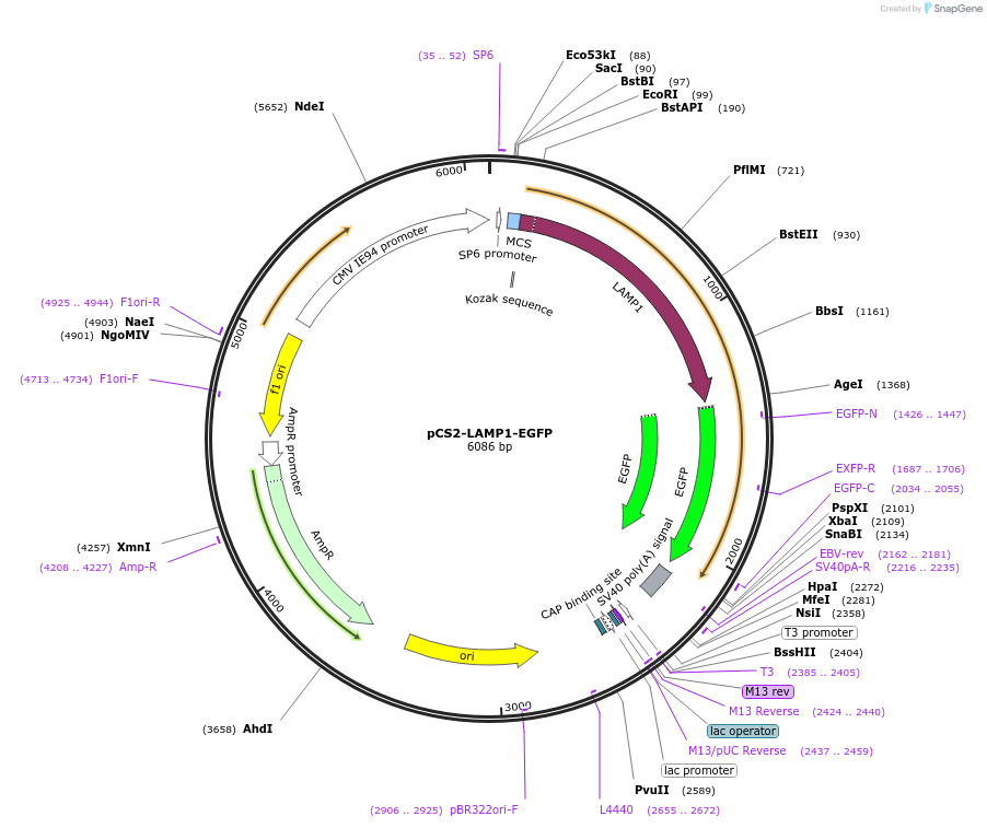 169003-plasmid-map-sequence-id-331253