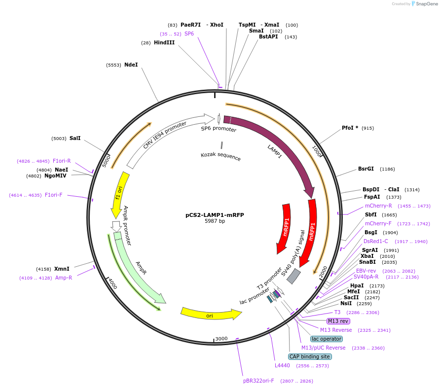 169004-plasmid-map-sequence-id-331260