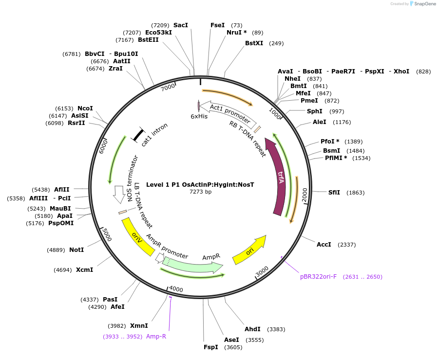 165423-plasmid-map-sequence-id-331267