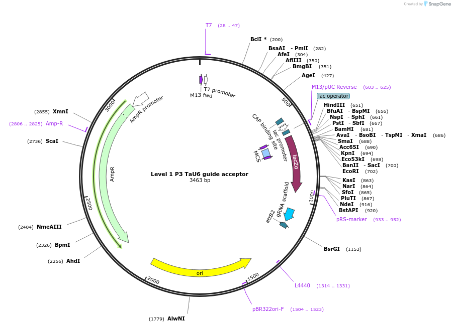 165599-plasmid-map-sequence-id-331270