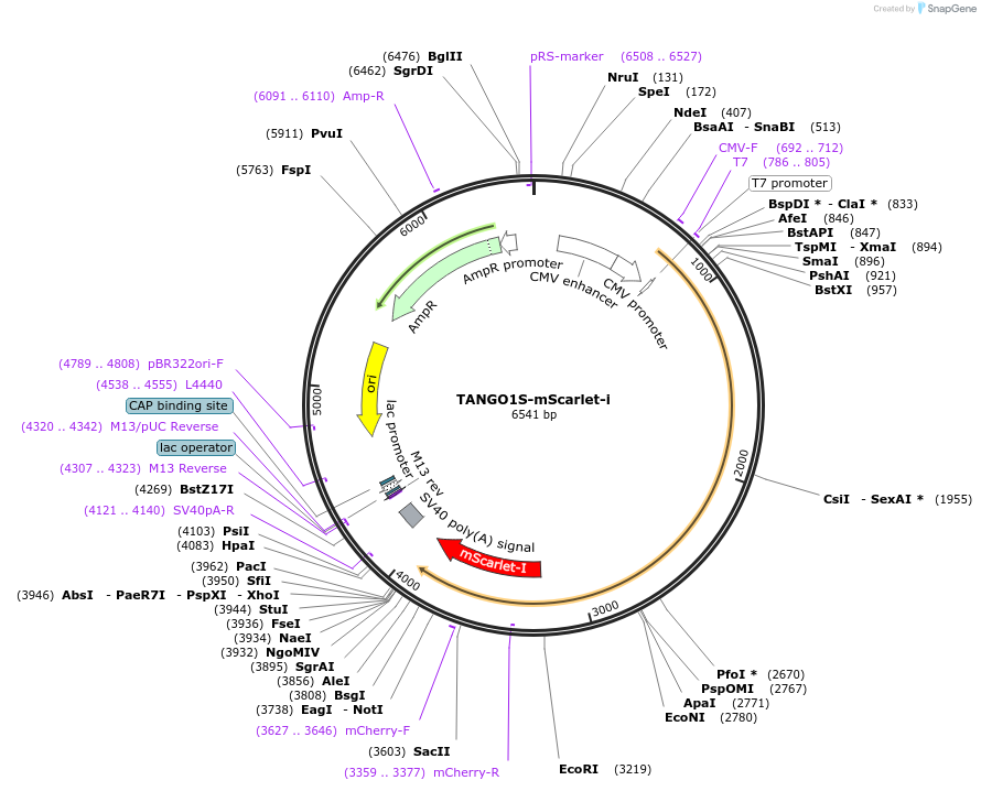 165461-plasmid-map-sequence-id-331271