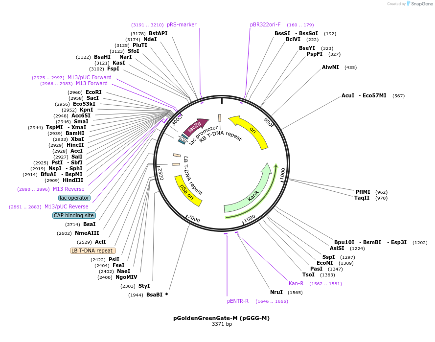 165422-plasmid-map-sequence-id-331272