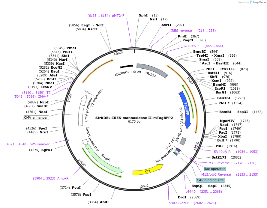 165460-plasmid-map-sequence-id-331274