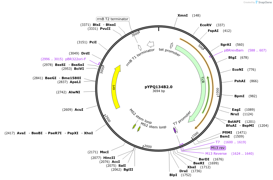 167158-plasmid-map-sequence-id-331276