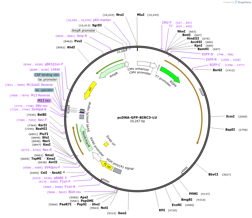 160700-plasmid-map-sequence-id-331280