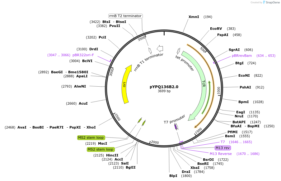 167160-plasmid-map-sequence-id-331282