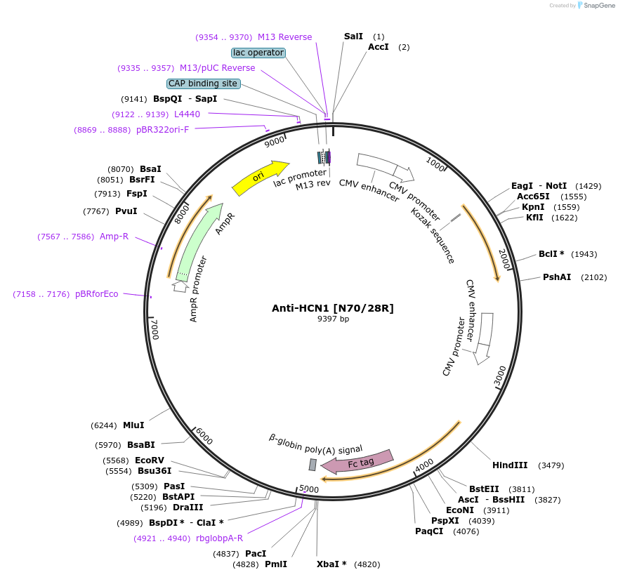 114512-plasmid-map-sequence-id-331288