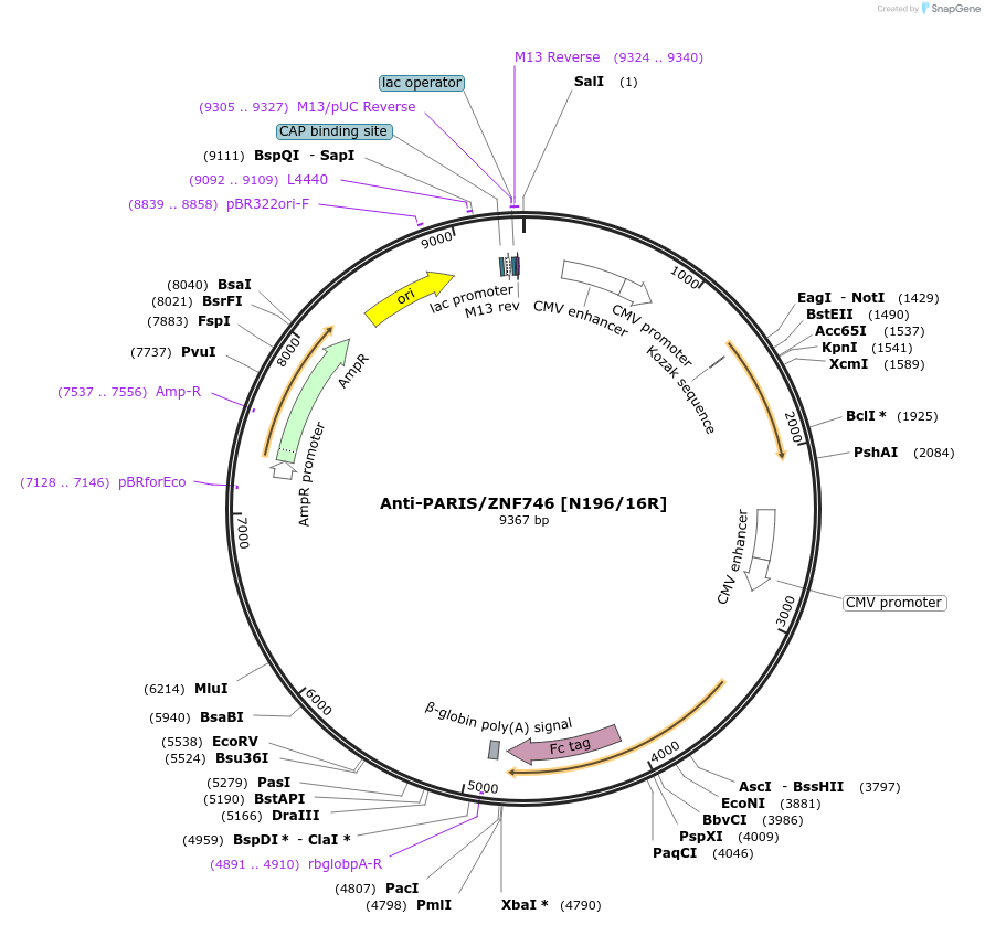 114475-plasmid-map-sequence-id-331292
