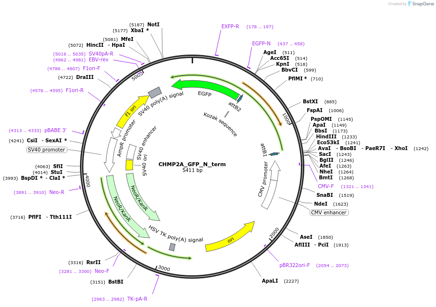 31805-plasmid-map-sequence-id-331321