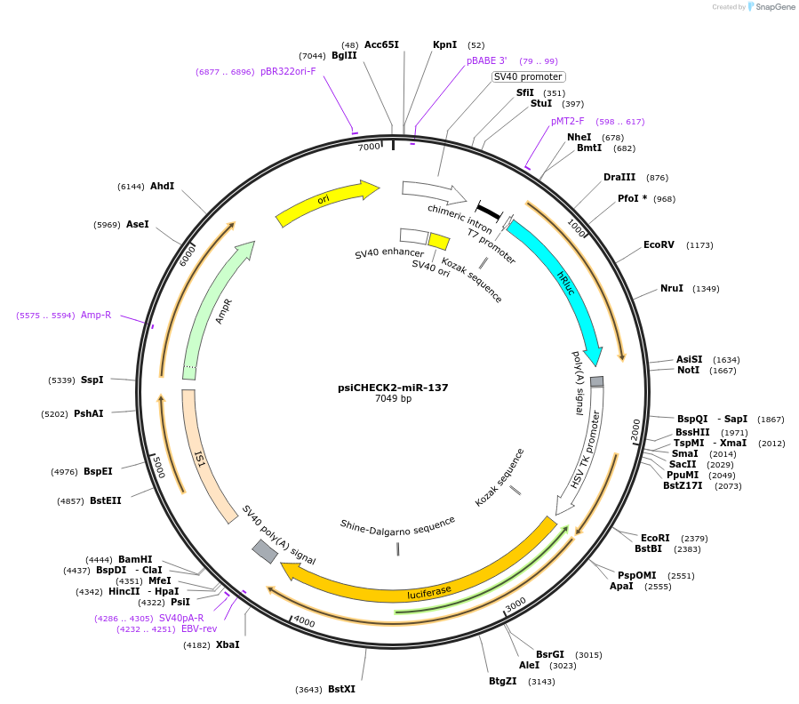 135703-plasmid-map-sequence-id-331323