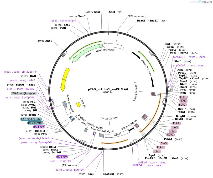 59760-plasmid-map-sequence-id-331324