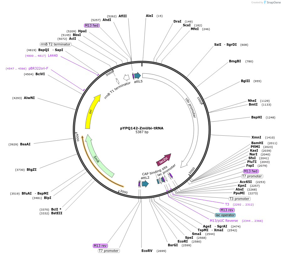 158578-plasmid-map-sequence-id-331331