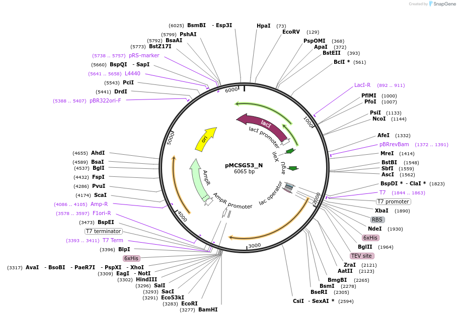 167255-plasmid-map-sequence-id-331339