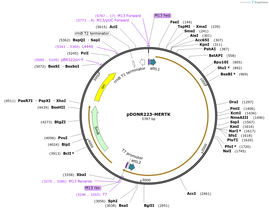 23900-plasmid-map-sequence-id-331347