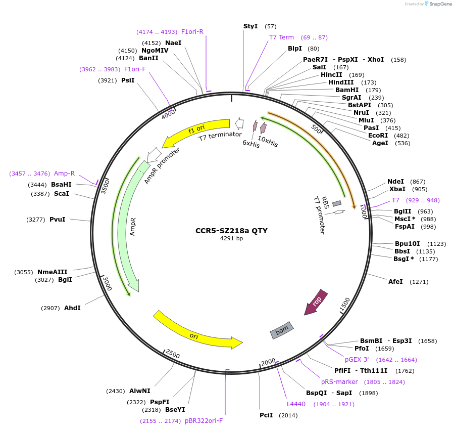 162444-plasmid-map-sequence-id-331350