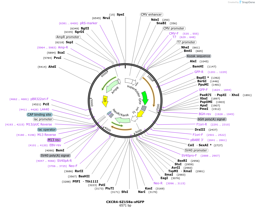 162446-plasmid-map-sequence-id-331352