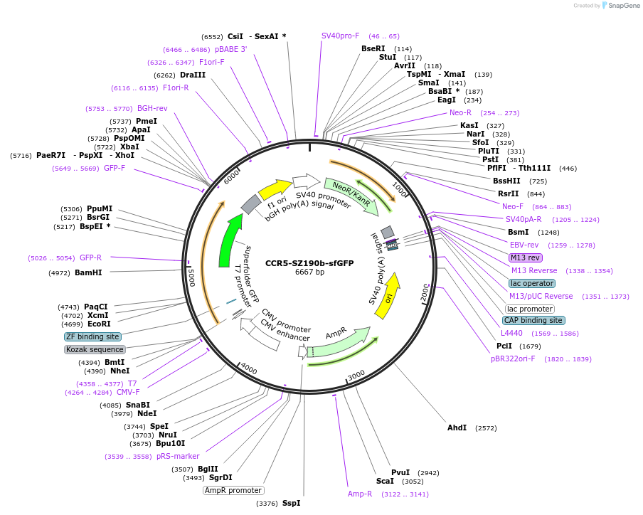 162447-plasmid-map-sequence-id-331353