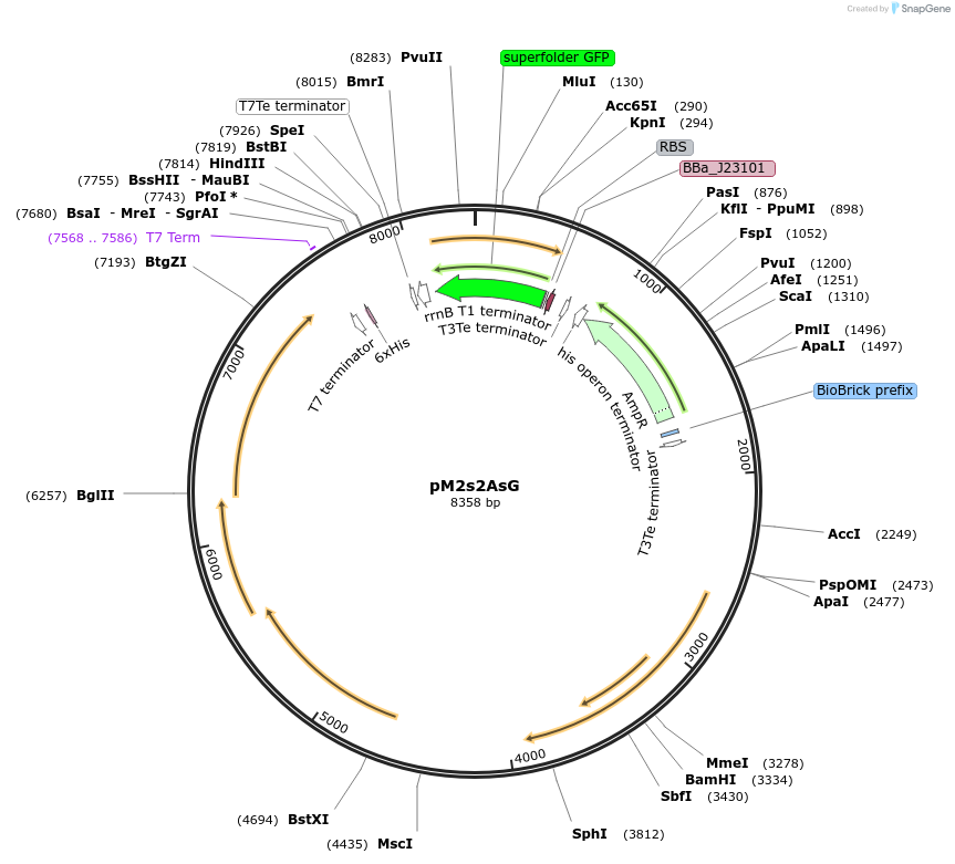 137924-plasmid-map-sequence-id-331367