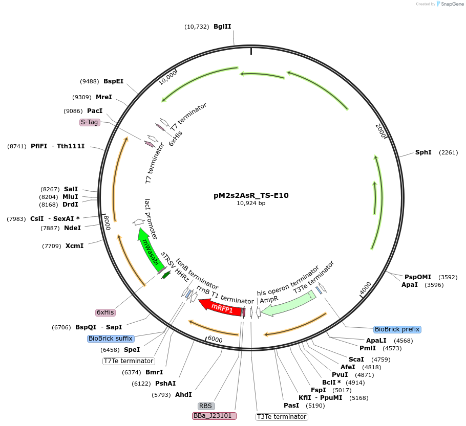 137944-plasmid-map-sequence-id-331371