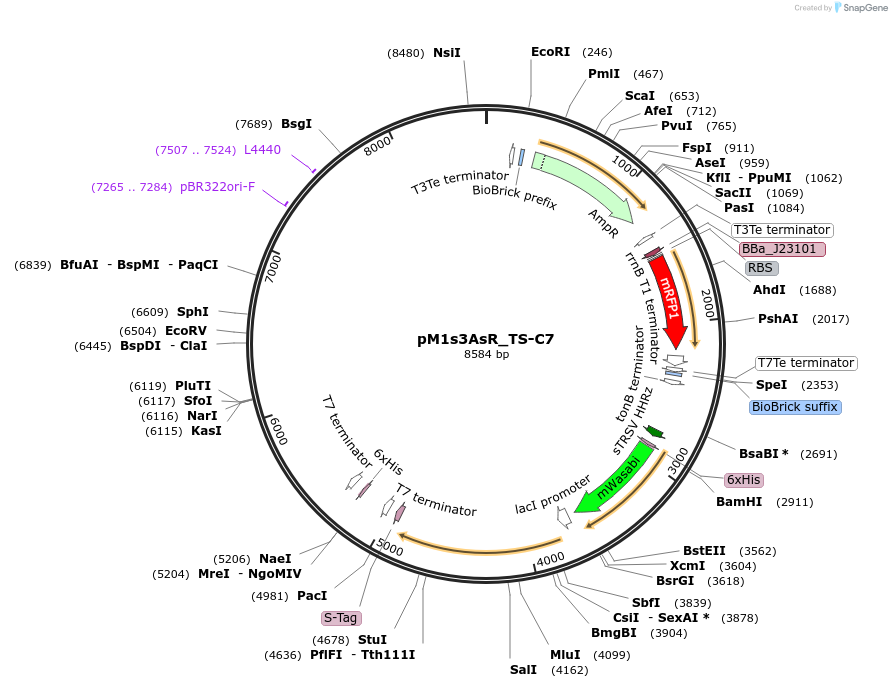137945-plasmid-map-sequence-id-331373