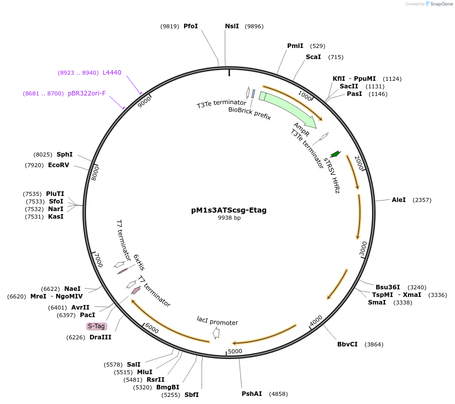 137946-plasmid-map-sequence-id-331396