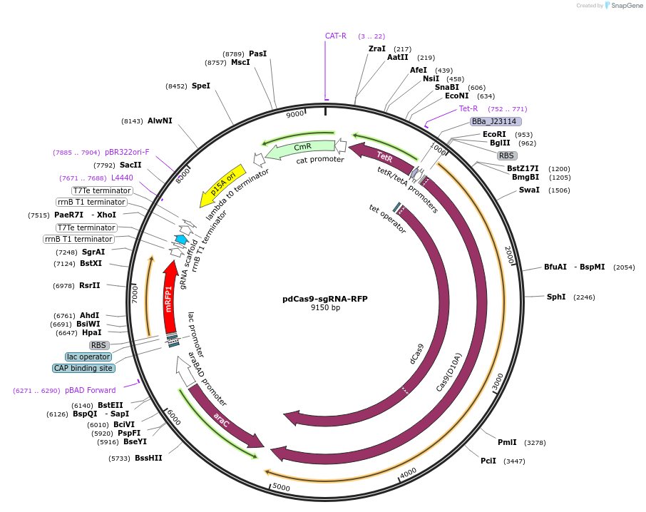 166005-plasmid-map-sequence-id-331405