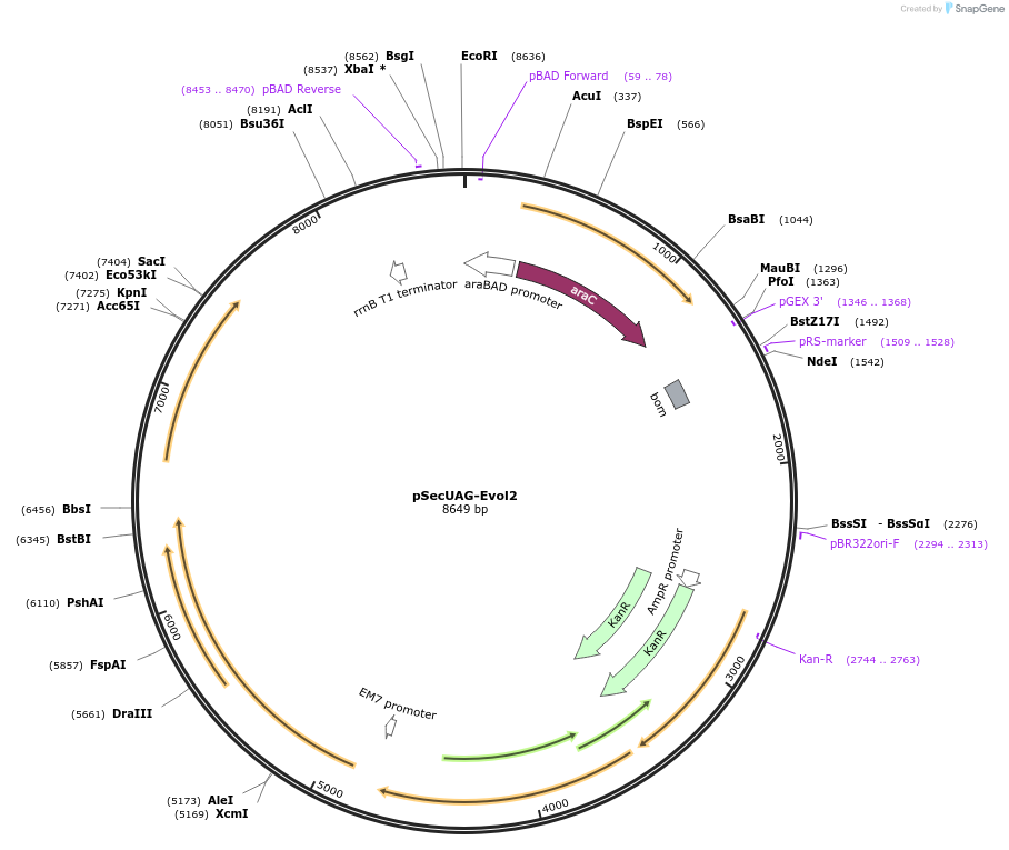 163148-plasmid-map-sequence-id-331409