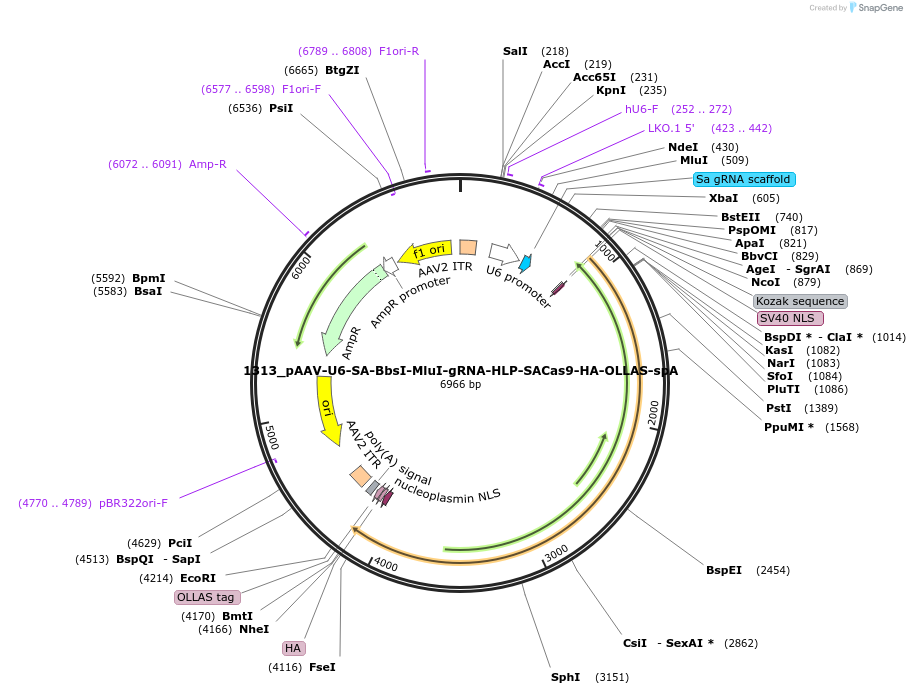 109314-plasmid-map-sequence-id-331412
