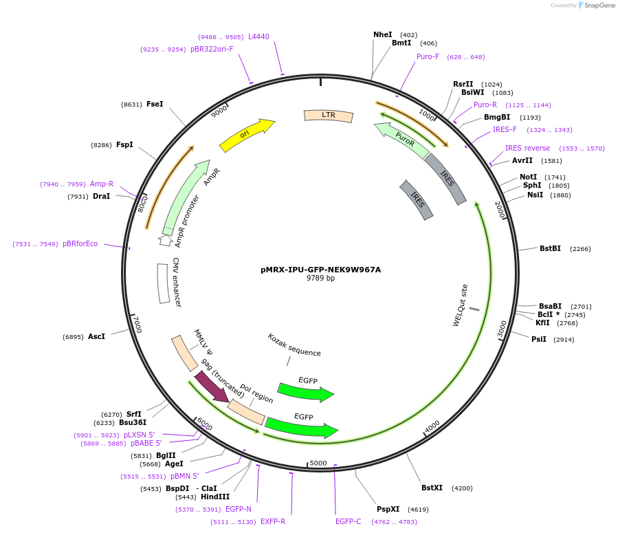 168271-plasmid-map-sequence-id-331442
