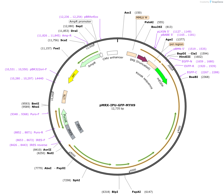 168273-plasmid-map-sequence-id-331458