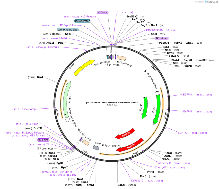 168998-plasmid-map-sequence-id-331461
