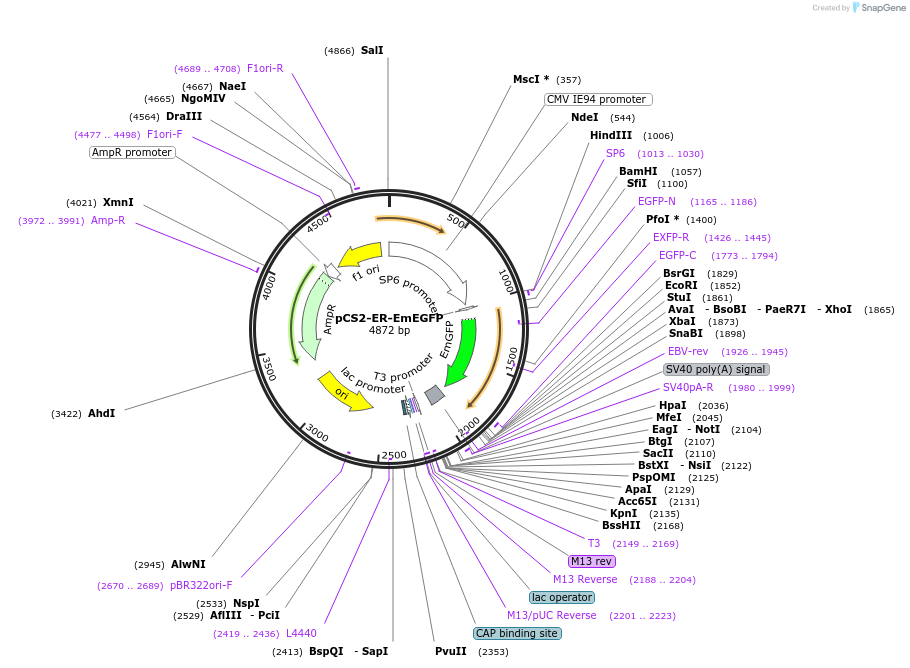 169000-plasmid-map-sequence-id-331462