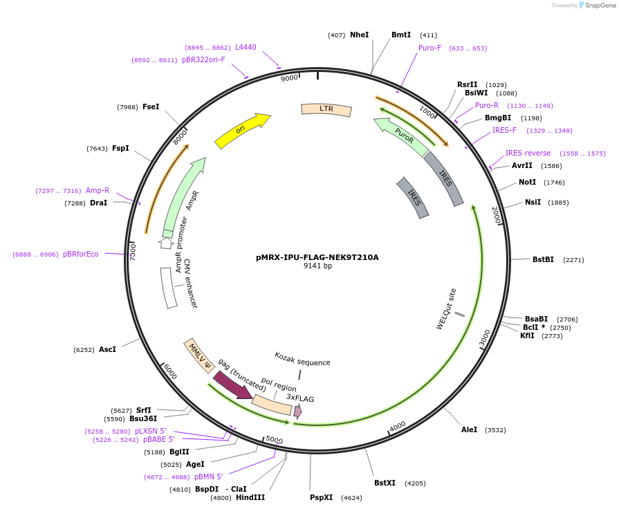 168270-plasmid-map-sequence-id-331464