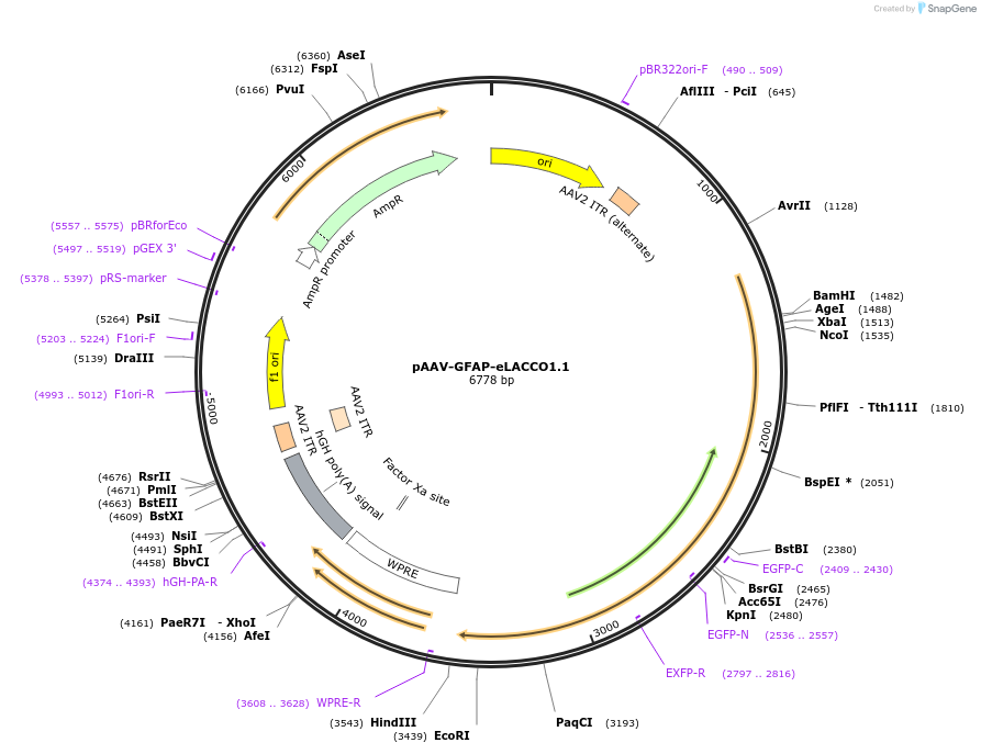 168790-plasmid-map-sequence-id-331489