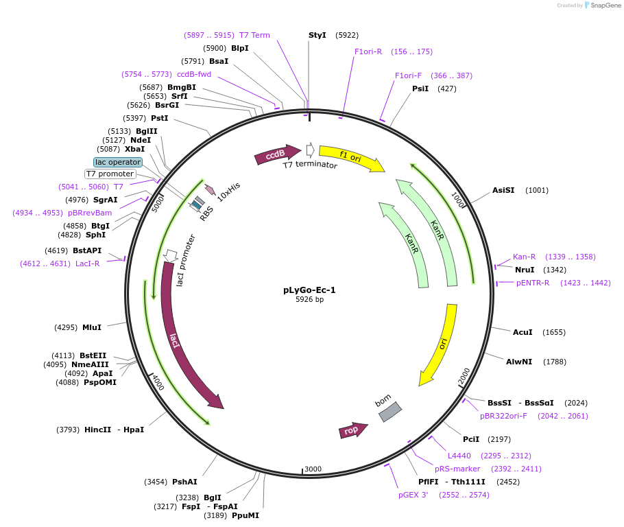 163127-plasmid-map-sequence-id-331491