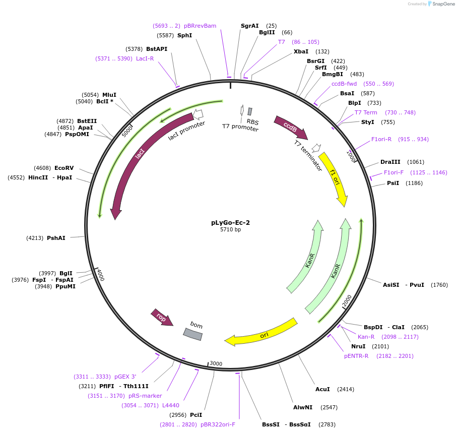 163128-plasmid-map-sequence-id-331492
