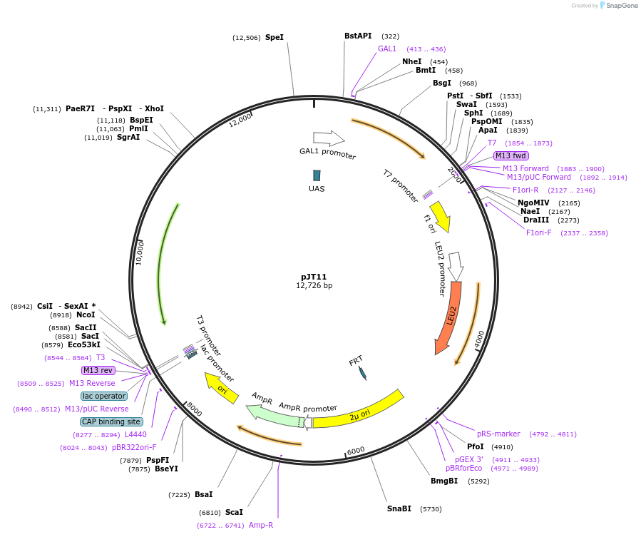 98308-plasmid-map-sequence-id-331502