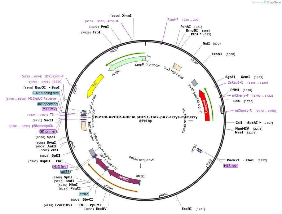 71282-plasmid-map-sequence-id-331503