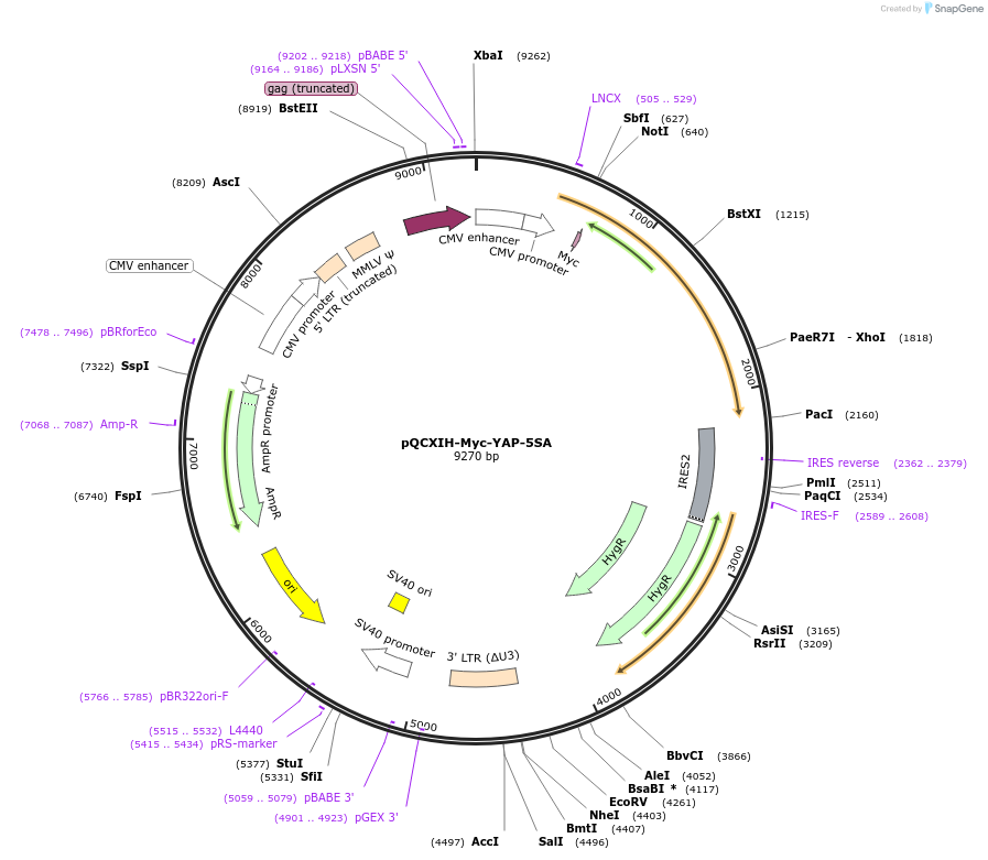 33093-plasmid-map-sequence-id-331504