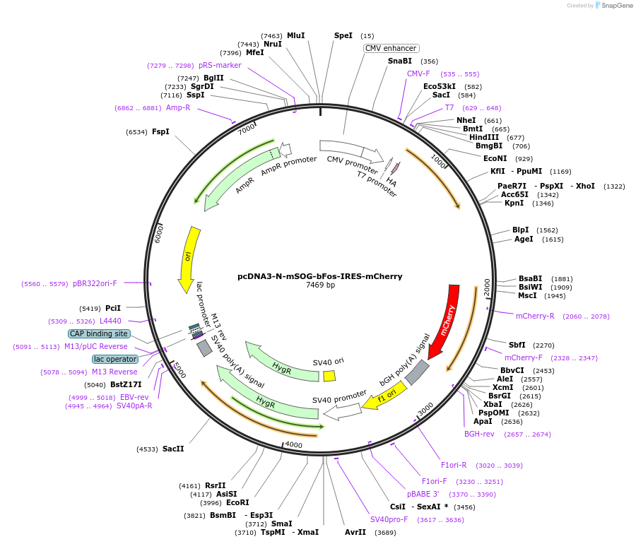136599-plasmid-map-sequence-id-331615