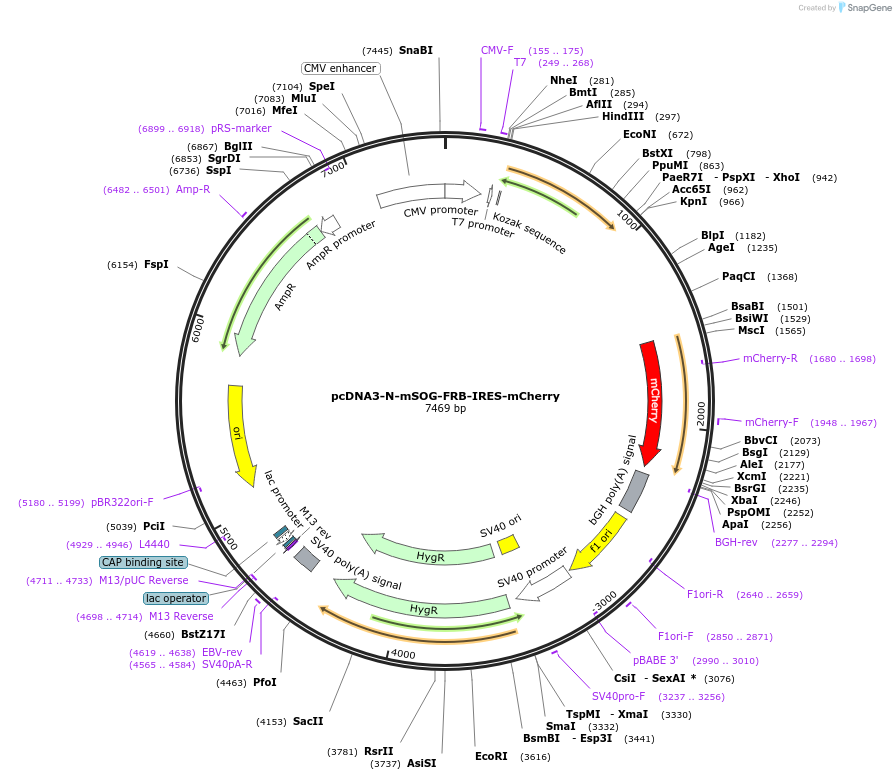 136602-plasmid-map-sequence-id-331617