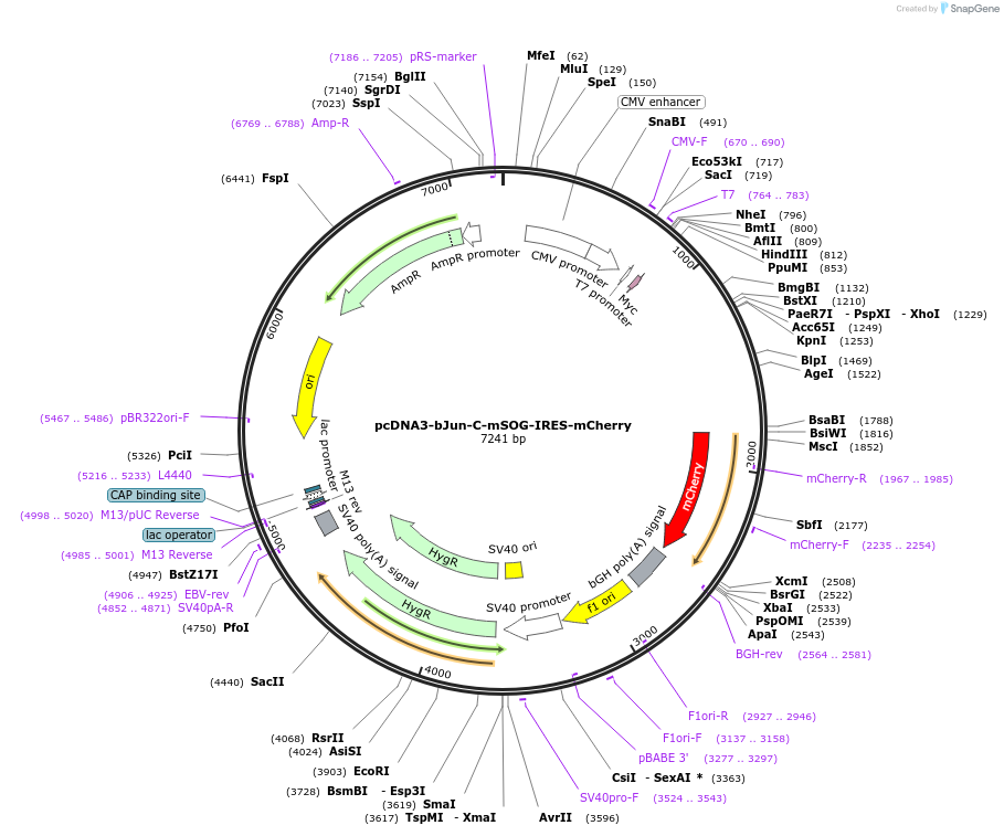 136600-plasmid-map-sequence-id-331618