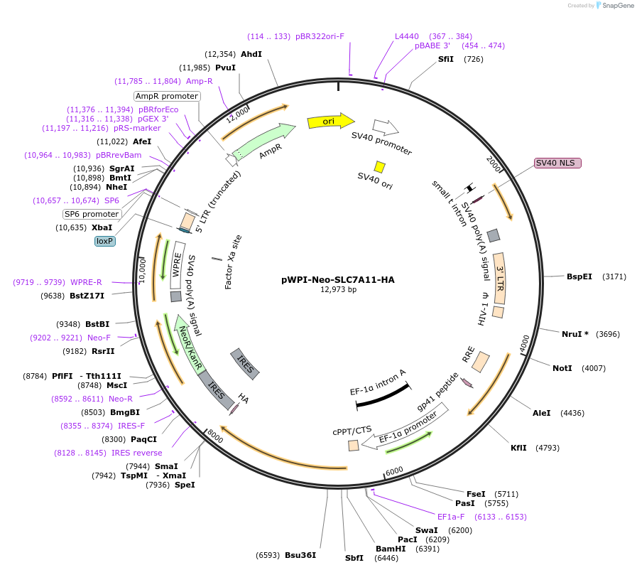 165958-plasmid-map-sequence-id-331622