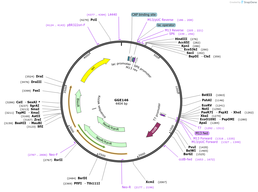 120742-plasmid-map-sequence-id-331625