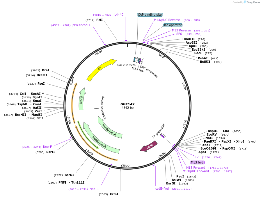 120743-plasmid-map-sequence-id-331631